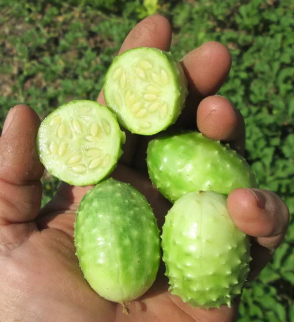 Cucumber - West Indian Burr Gherkin (4" pot)