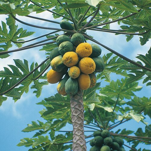 Papaya Tree (3 Gal Pot)