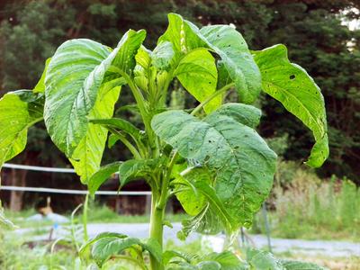 Amaranth - Green Callaloo