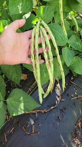 Beans, Yard Long - Thai Solder (4" Pot)