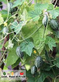 Cucumber - Cucamelon, Mouse Melon (4" pot)