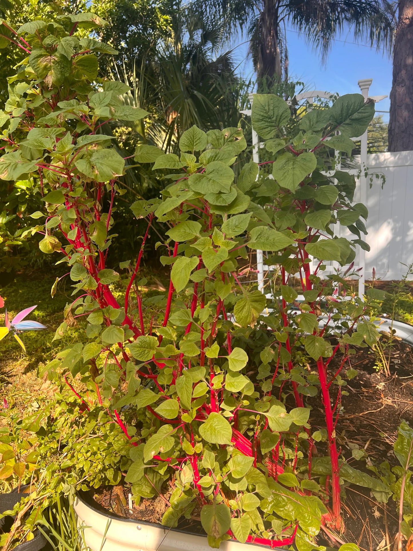 Amaranth (Callaloo) - Pink Beauty (4" pot)