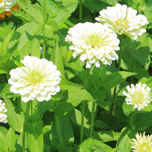 Zinnia, Benary's Giant White
