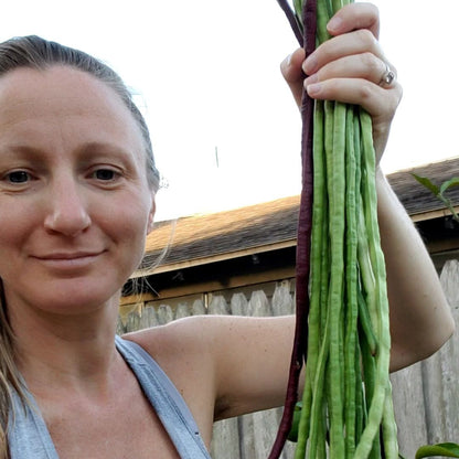 Beans, Yard Long - Guyana (4" Pot)