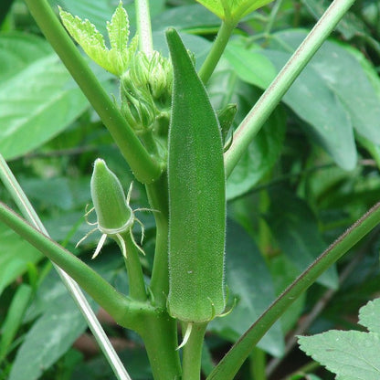 Okra -  Clemson Spineless (4" pot)