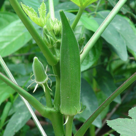 Okra -  Clemson Spineless (4" pot)