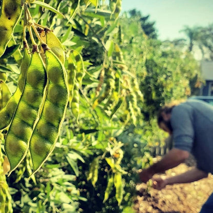 Pigeon Pea "Gandules" (1 Gal Pot)