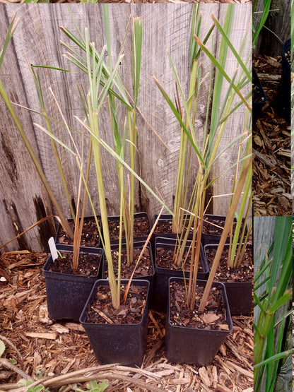 Lemongrass