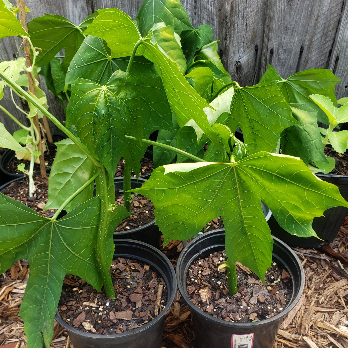 Chaya (Tree Spinach) Unknown Variety  (1 Gal Pot)
