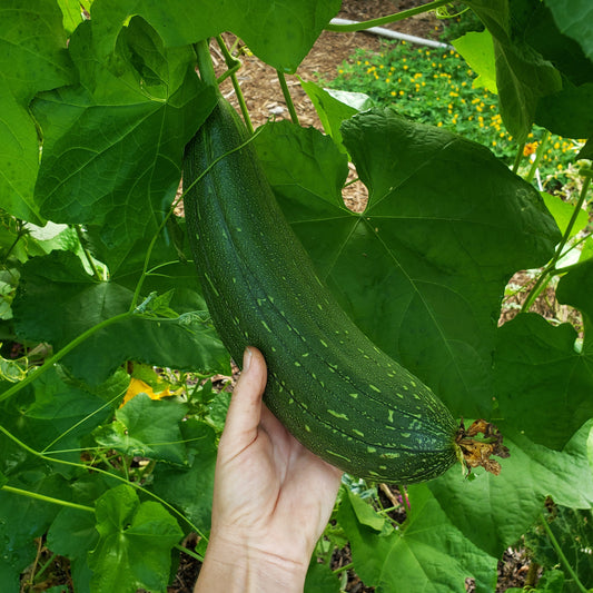 Luffa - Landrace Variety (4" pot)