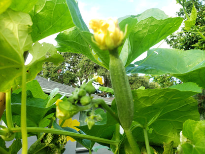 Luffa - Landrace Variety (4" pot)