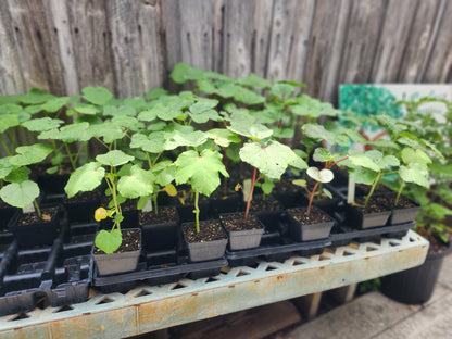 Okra -  Burmese (4" pot)