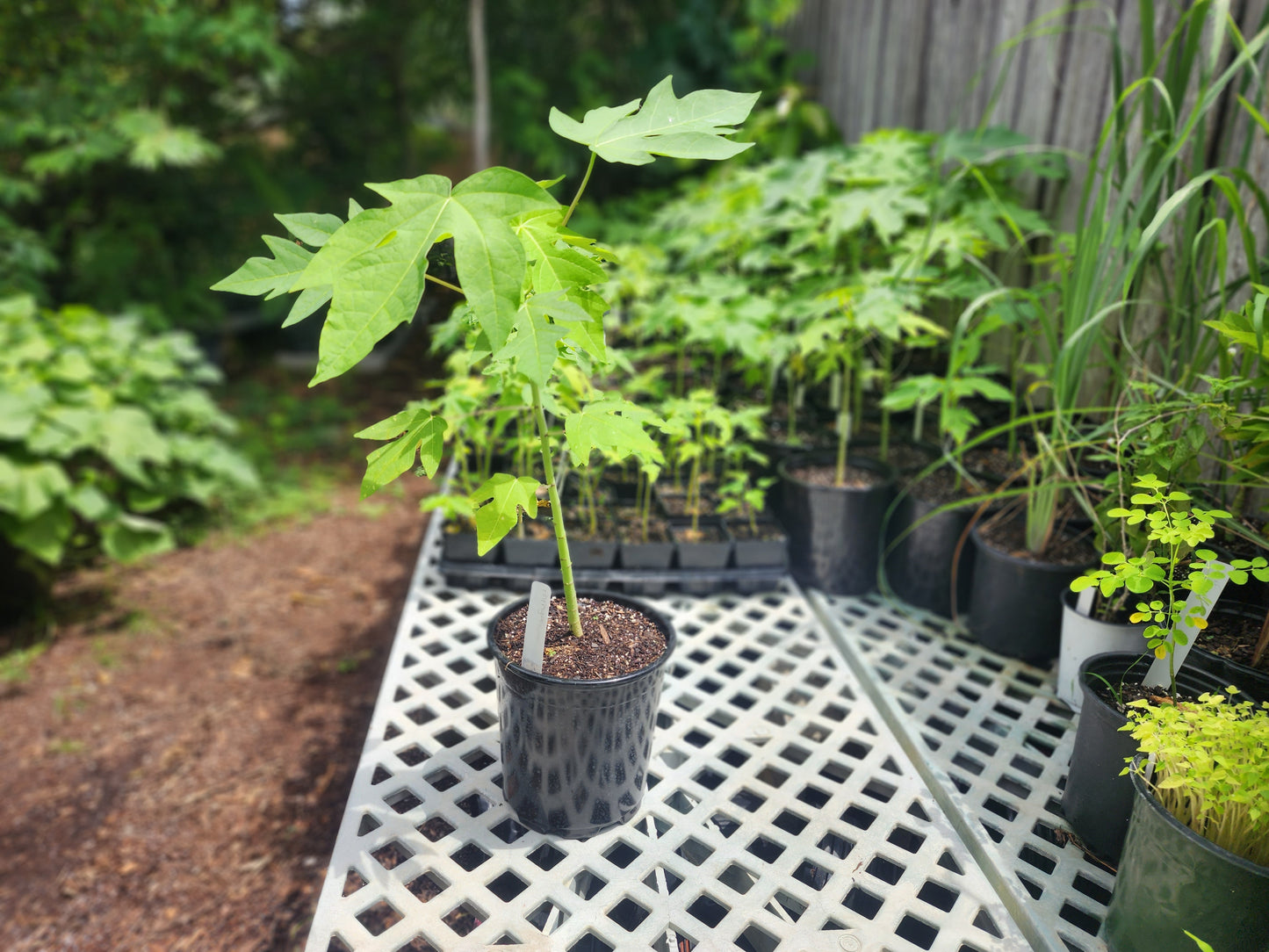 Papaya Tree (3 Gal Pot)