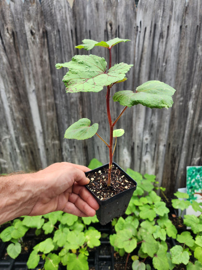 Okra -  Clemson Spineless (4" pot)