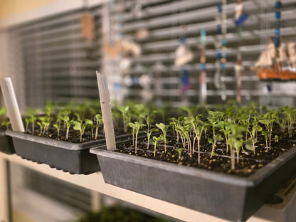 10/17/26 Starting to Garden (Part 2): Seeds and Plants