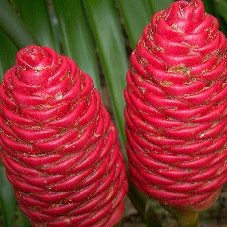 Awapuhi "Shampoo Ginger" (1 Gal Pot)