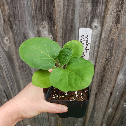 Eggplant - Kurume long(4" pot)