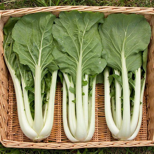Bok Choy - Prize Choi