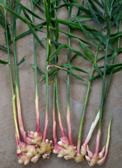 Culinary Ginger (1 Gal Pot)