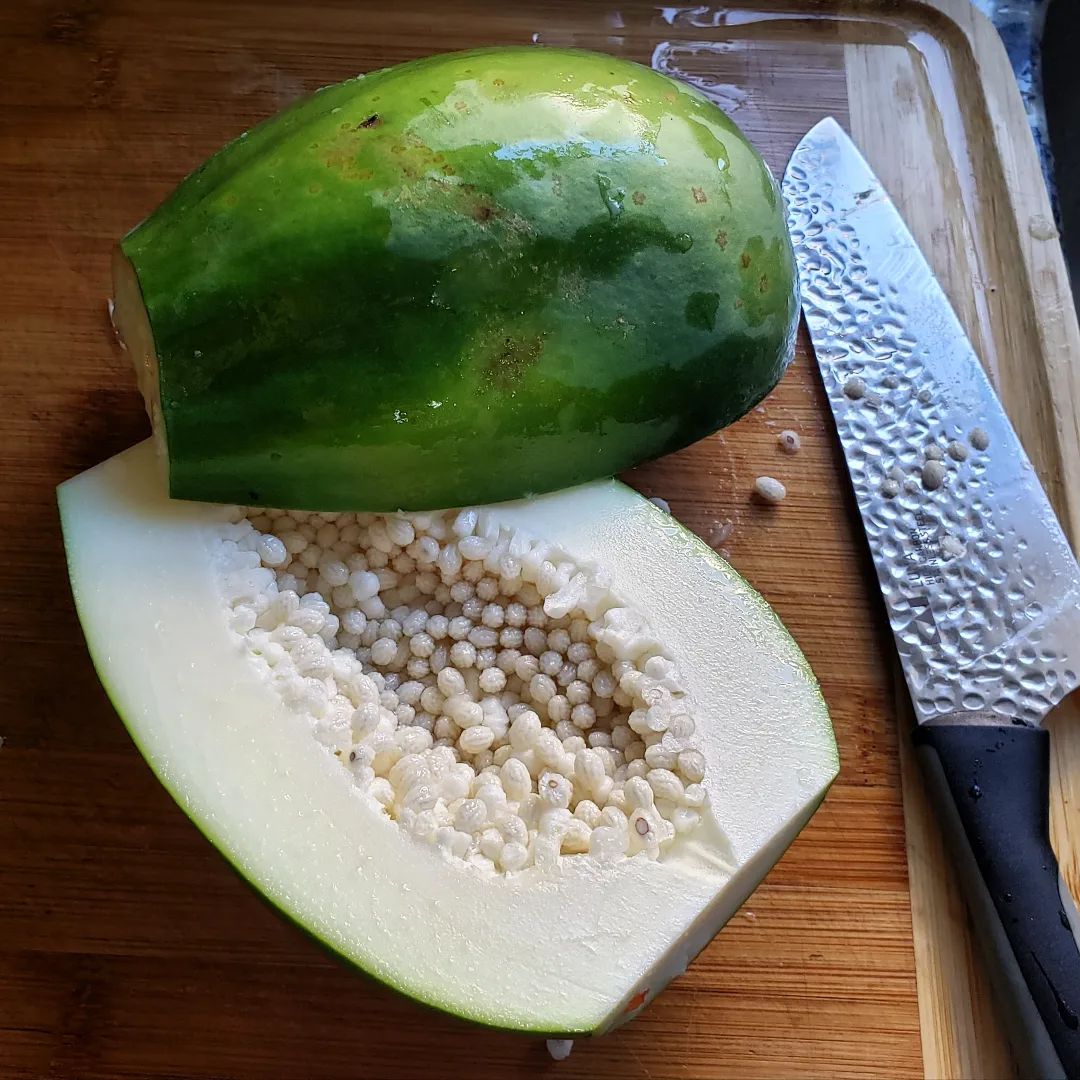 Papaya Tree (3 Gal Pot)