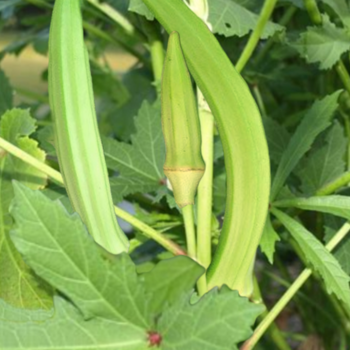 Okra -  Burmese (4" pot)