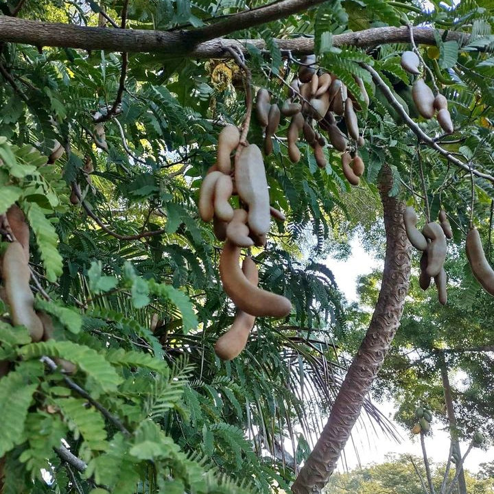 Tamarind (3 gal pot)