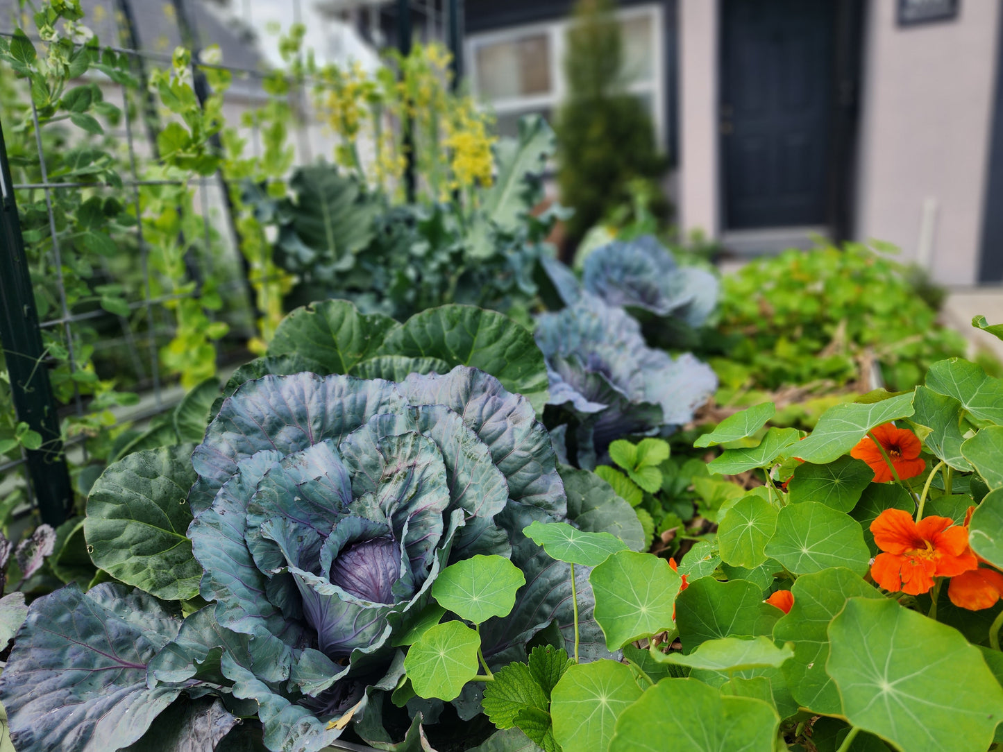 9/19/26 Starting to Garden (Part 1): Making Your Beds and Preparing for Plants