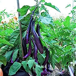 Eggplant - Kurume long(4" pot)