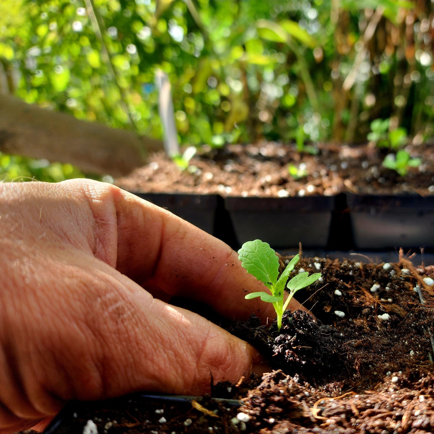 10/17/26 Starting to Garden (Part 2): Seeds and Plants