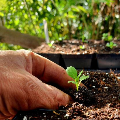 10/17/26 Starting to Garden (Part 2): Seeds and Plants