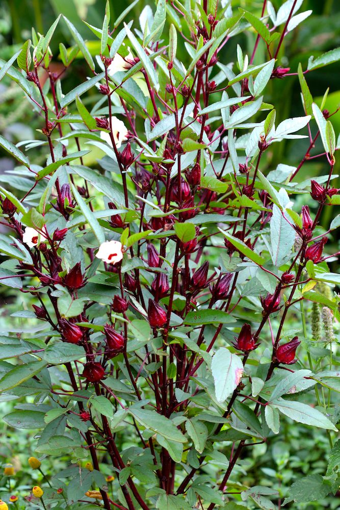 Roselle