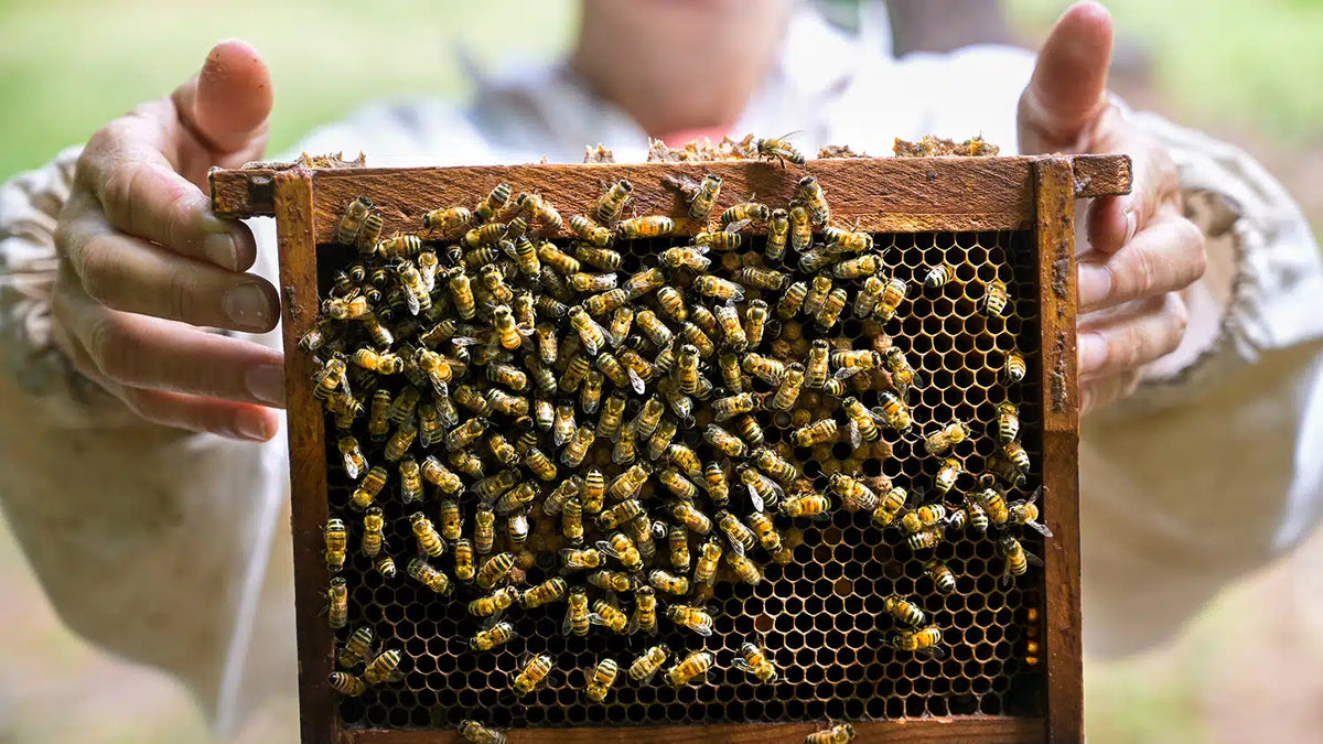 11/21/2026 Introduction to Backyard Beekeeping