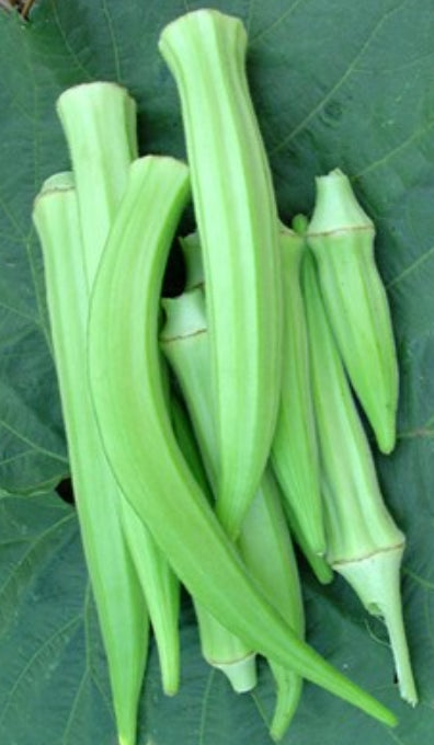 Okra -  Burmese (4" pot)