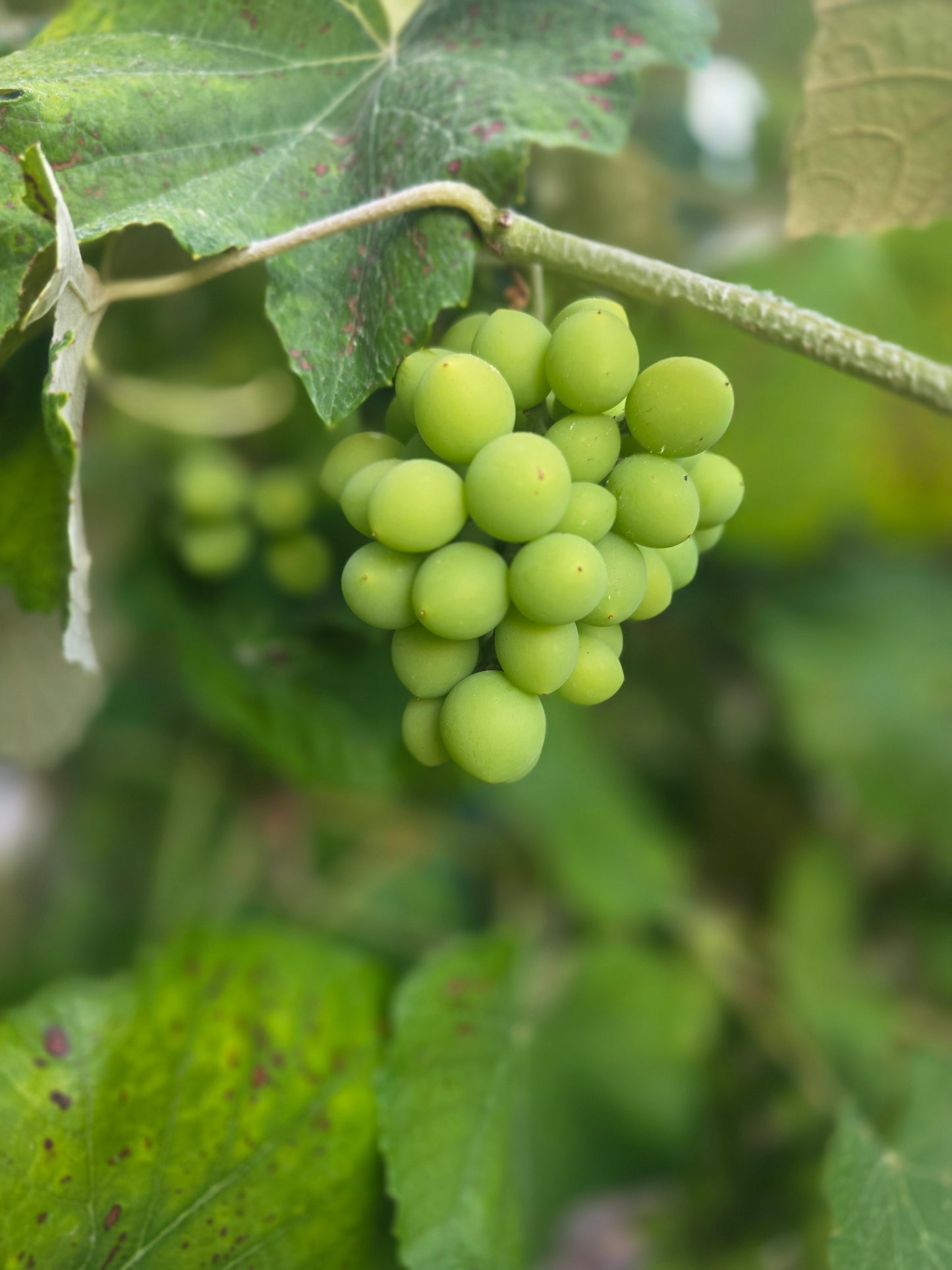 Grape Vine - Blue Bell