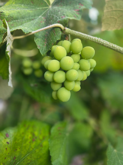 Grape Vine - Blue Bell