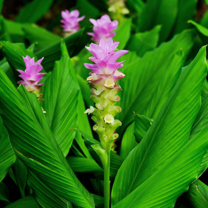 Turmeric