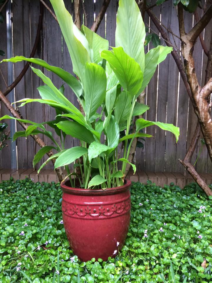 Turmeric