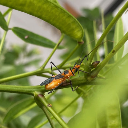 8/1/26 Bug Curious: Getting to Know Your Garden Neighbors