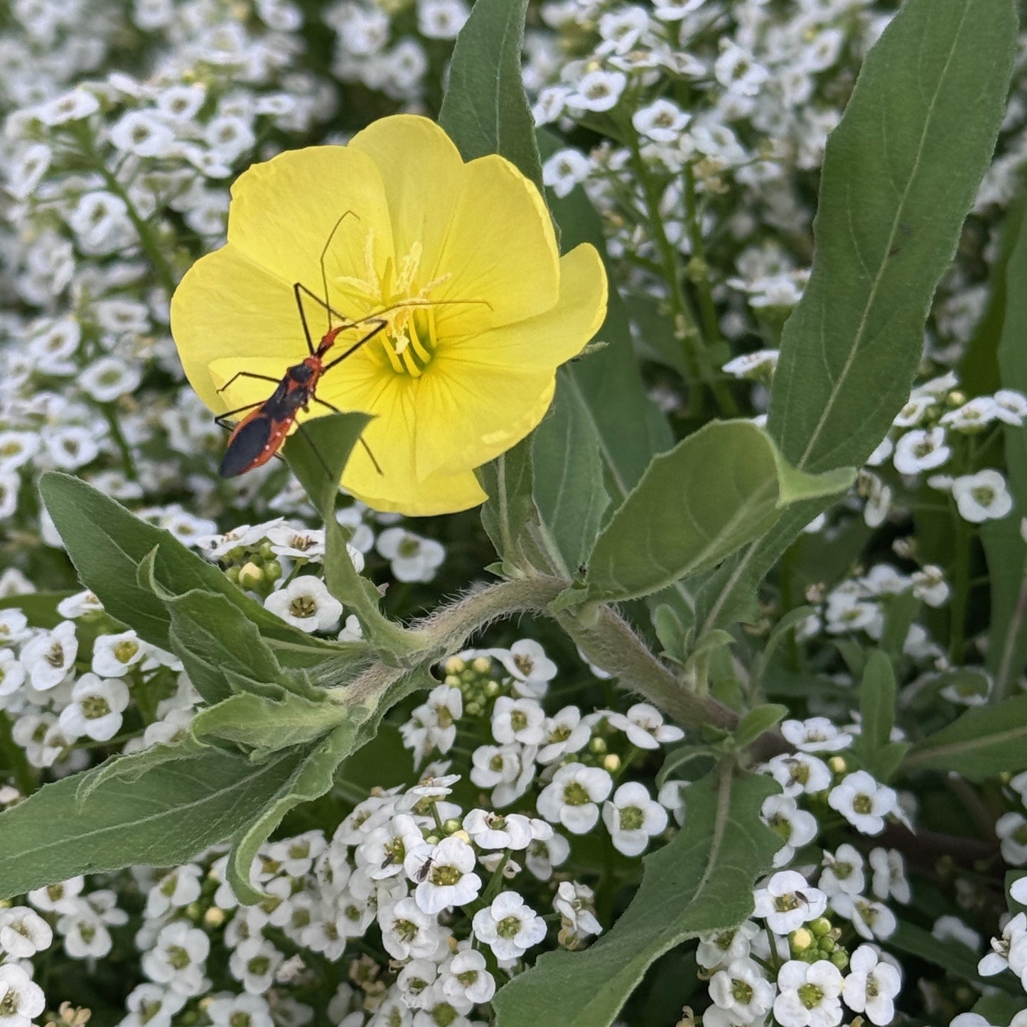 8/1/26 Bug Curious: Getting to Know Your Garden Neighbors