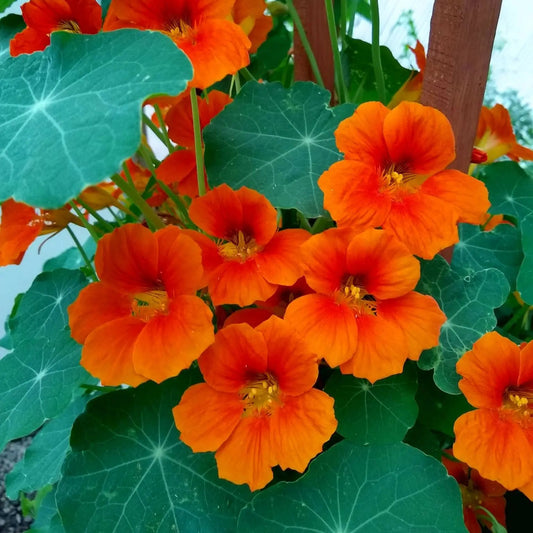 Nasturtium