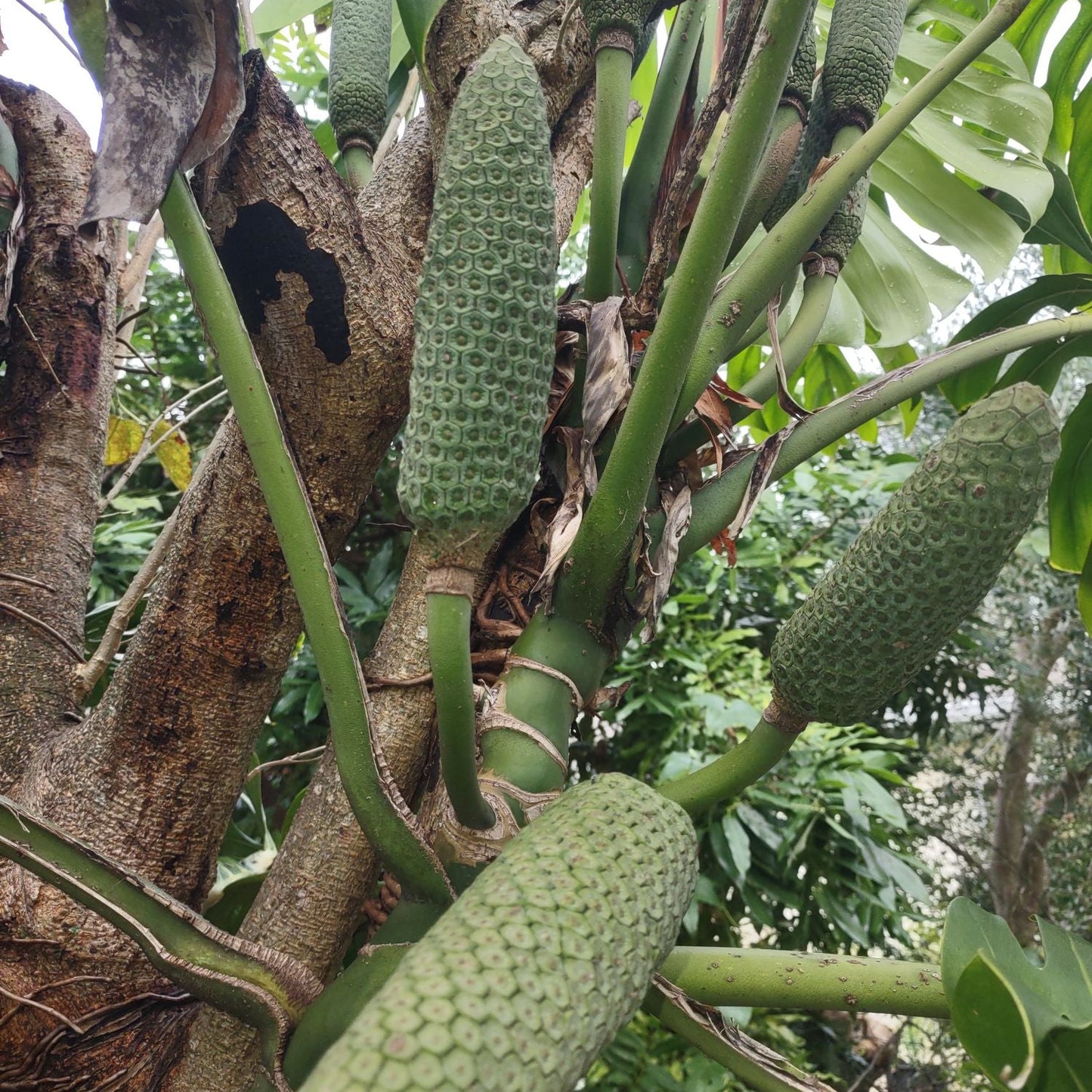 Monstera Deliciosa