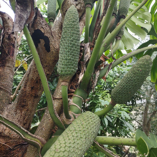 Monstera Deliciosa