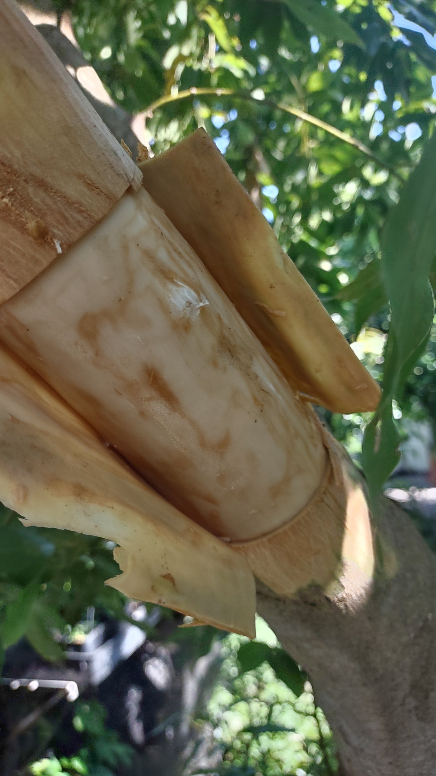 7/18/26 Harvesting Homegrown Cinnamon