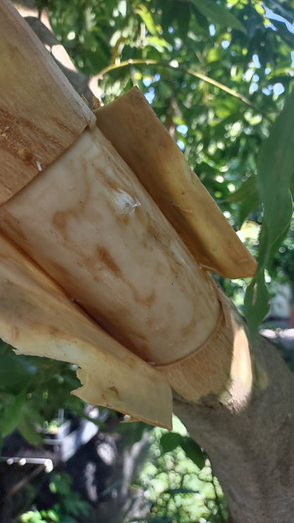 7/18/26 Harvesting Homegrown Cinnamon