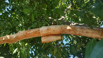 7/18/26 Harvesting Homegrown Cinnamon