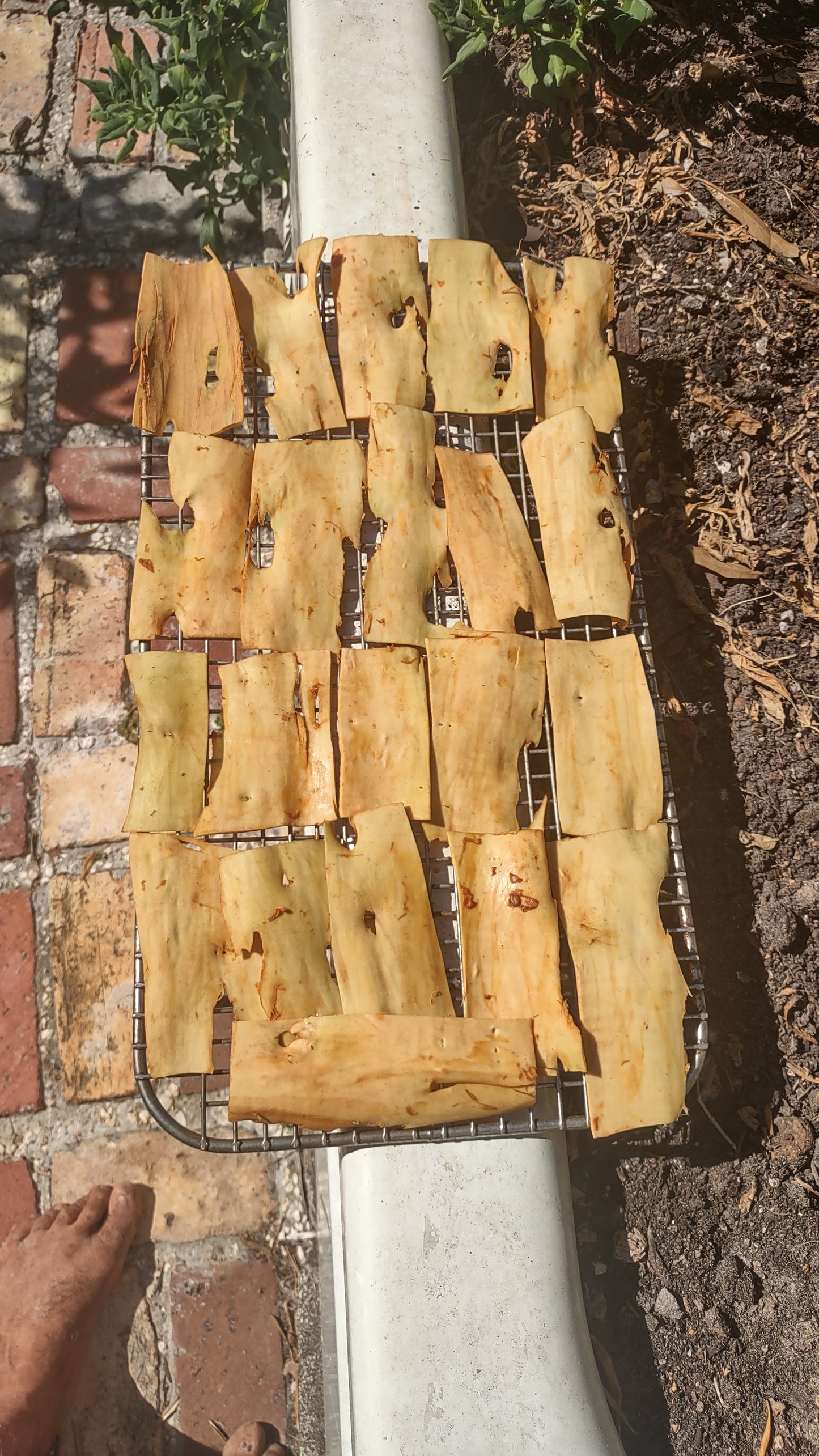 7/18/26 Harvesting Homegrown Cinnamon