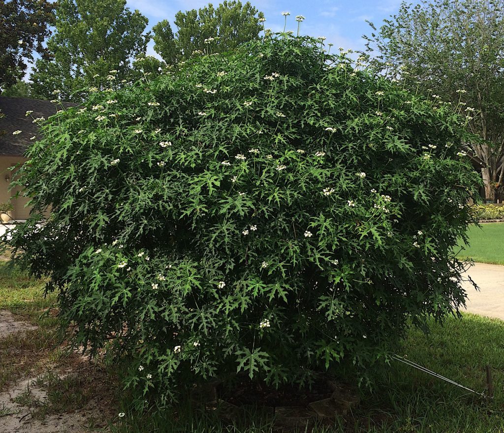 Chaya (Tree Spinach) Unknown Variety  (1 Gal Pot)
