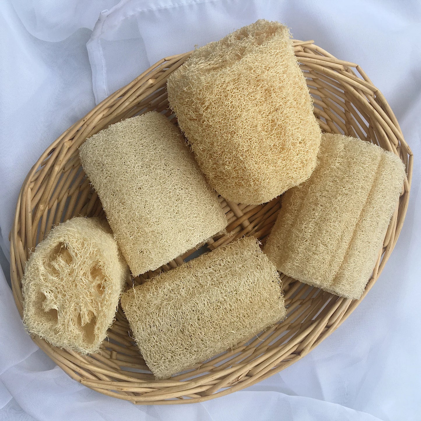 Luffa - Landrace Variety (4" pot)