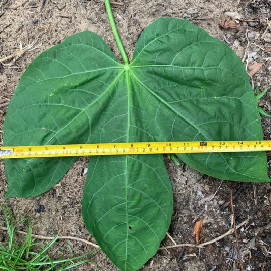 Chaya (Tree Spinach) Jumbo Leaf  (1 Gal Pot)
