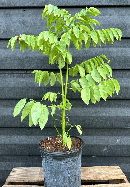 Katuk
